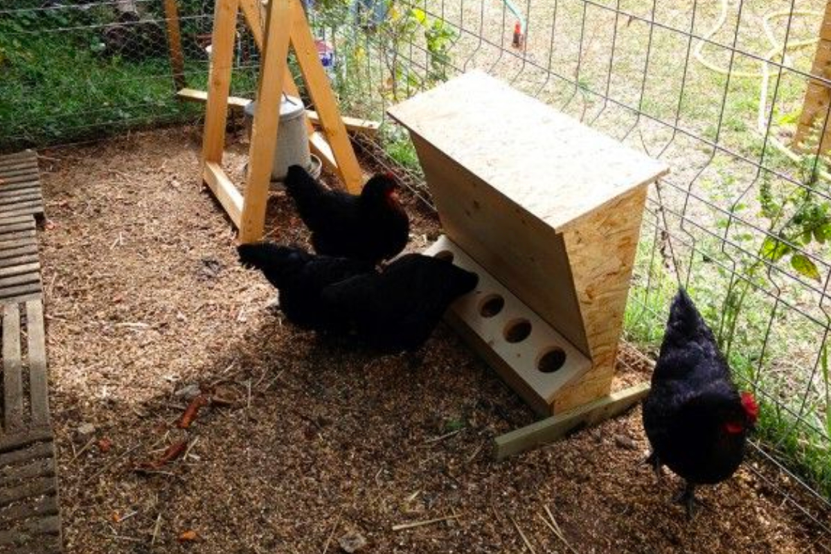 DIY : 11 mangeoires pour poules dans votre poulailler - Blog
